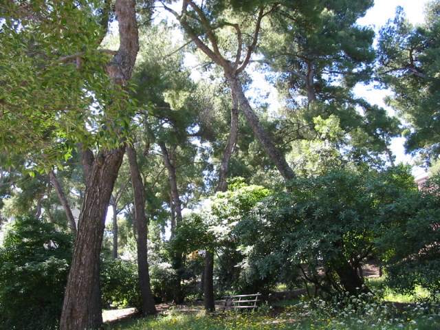 La pineta dietro l'ex palazzo comunale