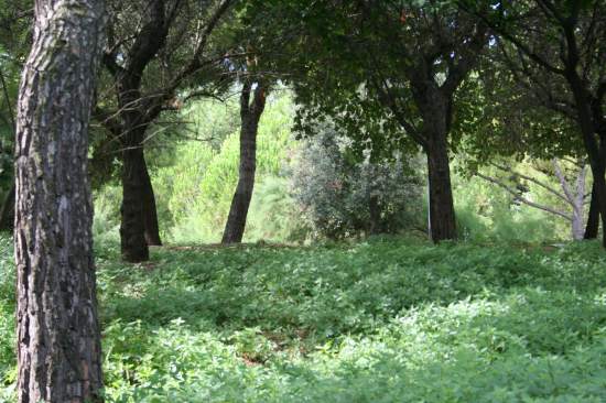A fianco della salita pedonale per Falconara Alta